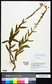 Physostegia virginiana image