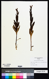 Physostegia parviflora image