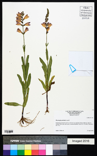 Physostegia pulchella image