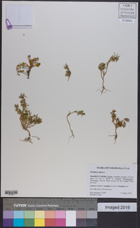 Portulaca pilosa image