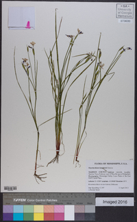 Sisyrinchium langloisii image