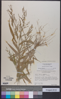 Urochloa ramosa image