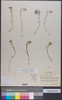 Euphorbia tetrapora image