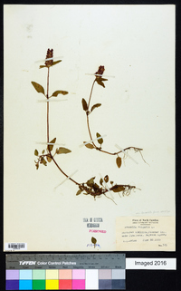 Prunella vulgaris subsp. lanceolata image