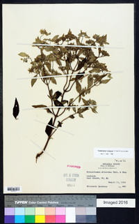 Pycnanthemum albescens image