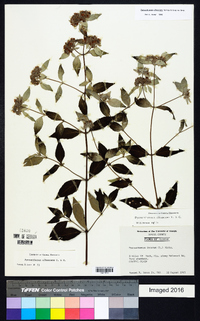 Pycnanthemum albescens image