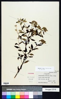 Pycnanthemum albescens image