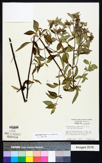 Pycnanthemum albescens image