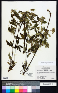 Pycnanthemum albescens image