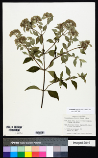 Pycnanthemum albescens image