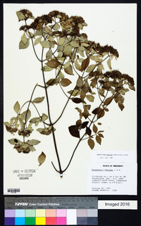 Pycnanthemum albescens image