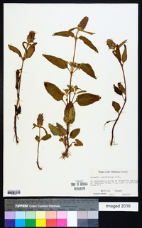 Prunella caroliniana image