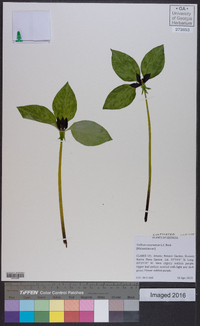 Trillium recurvatum image