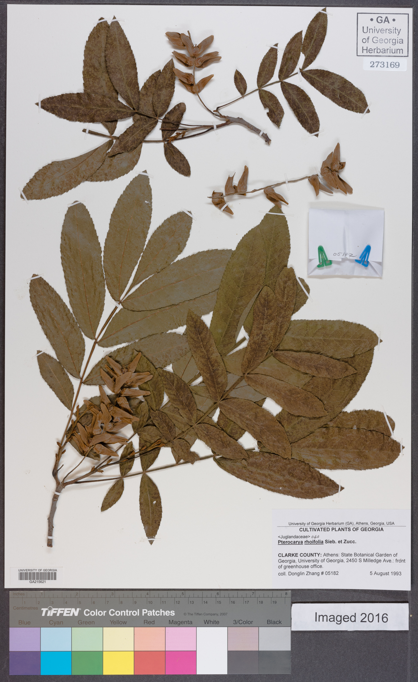 Pterocarya rhoifolia image