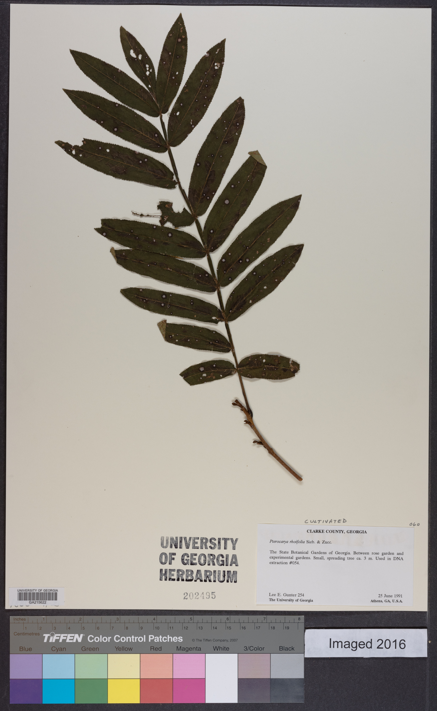 Pterocarya rhoifolia image