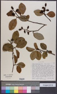 Alnus rhombifolia image