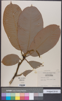 Lithocarpus corneus image