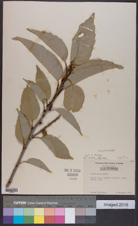 Lithocarpus henryi image