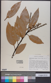 Lithocarpus henryi image