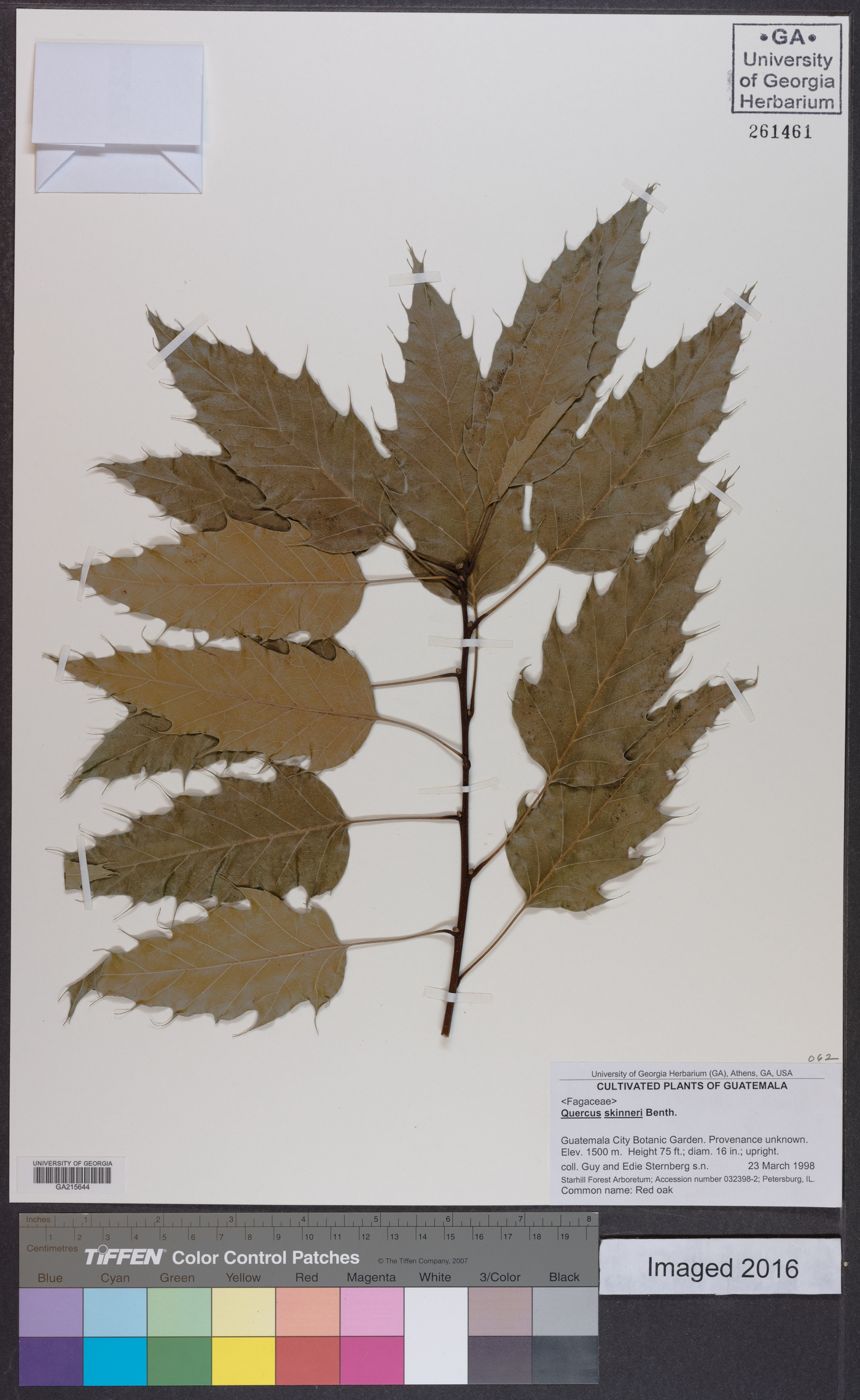 Quercus skinneri image