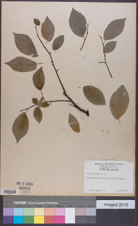 Ulmus procera image