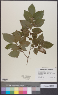 Ulmus procera image