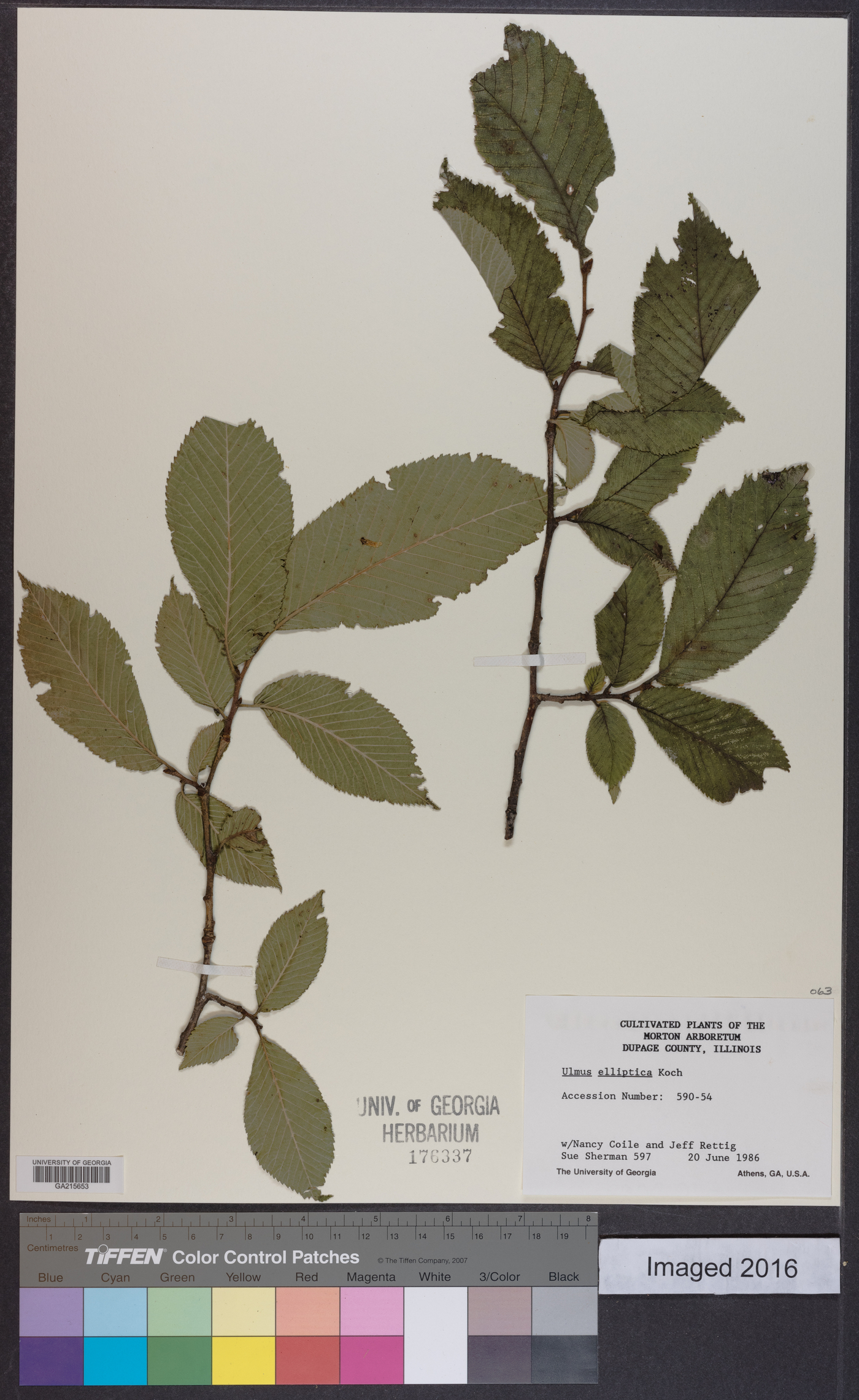 Ulmus elliptica image