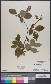Ulmus japonica image