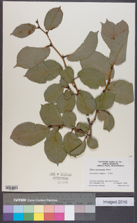 Ulmus macrocarpa image