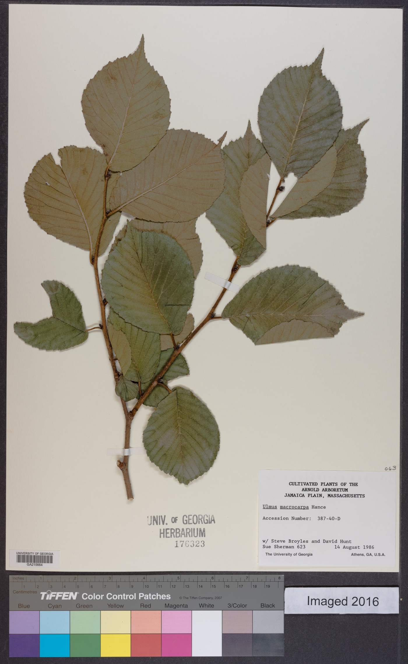 Ulmus macrocarpa image