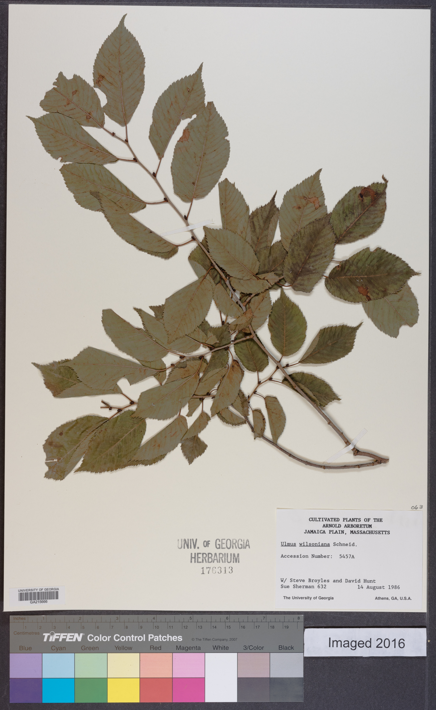 Ulmus wilsoniana image