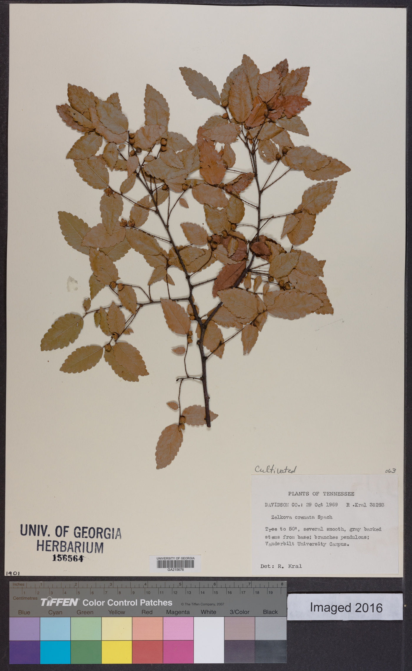 Zelkova crenata image