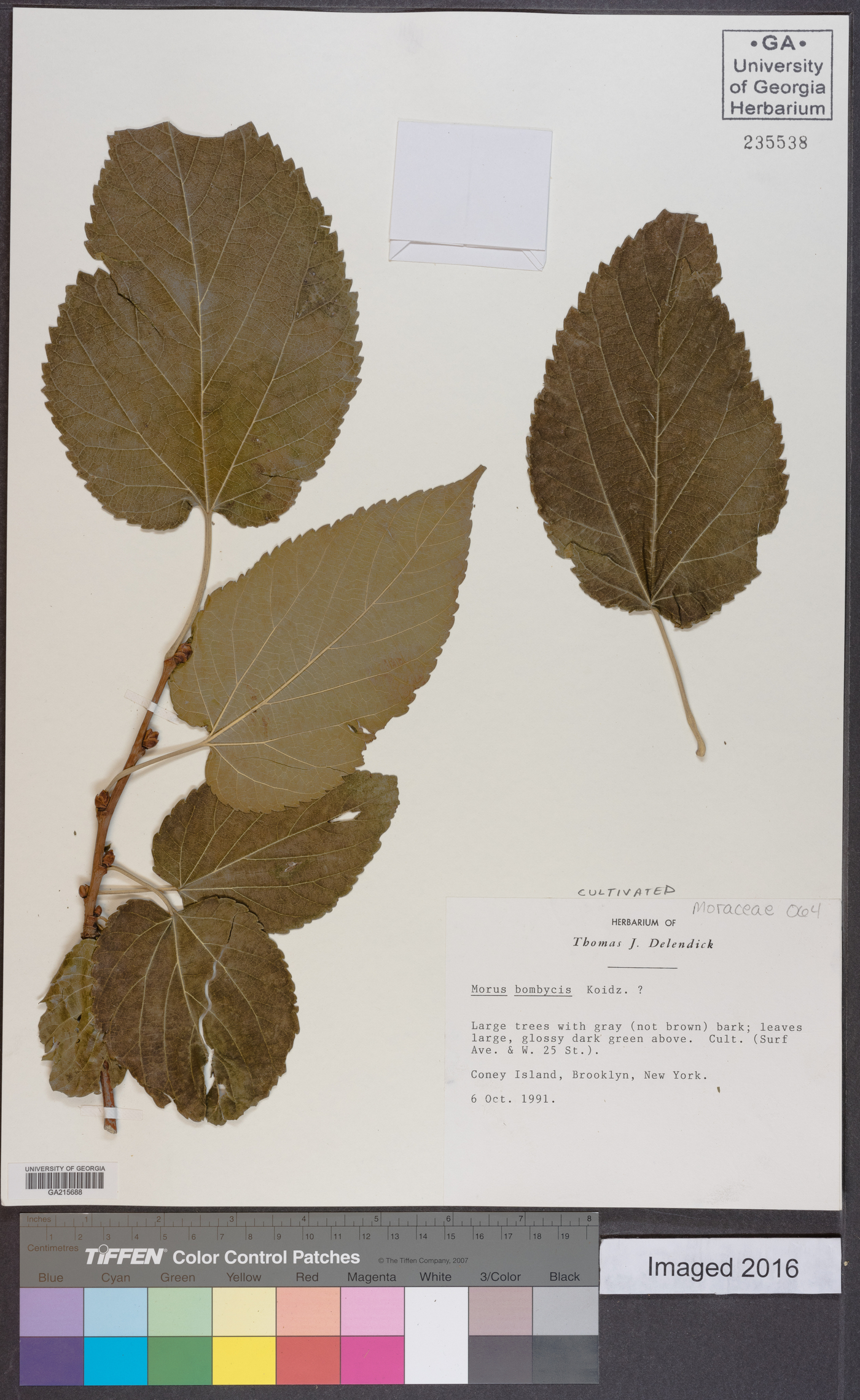 Morus australis image