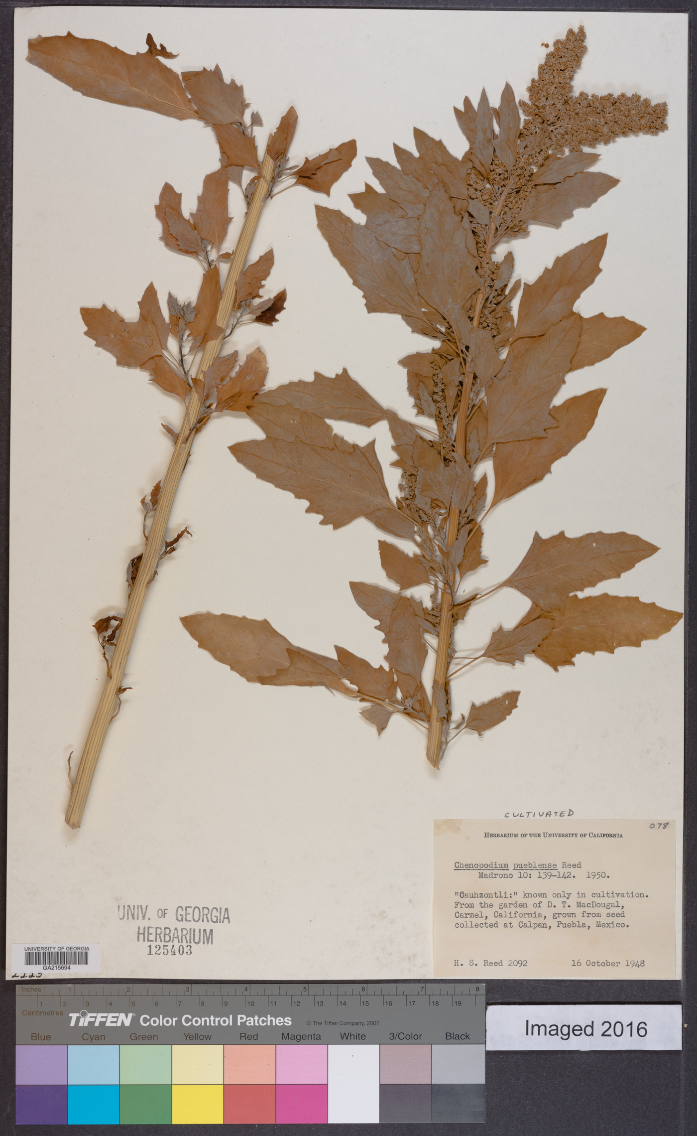 Chenopodium pueblense image