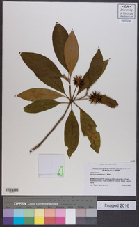 Illicium floridanum image