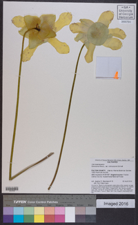 Sarracenia flava image