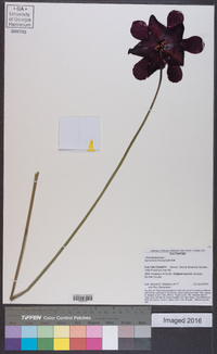 Sarracenia leucophylla image