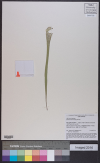 Sarracenia leucophylla image