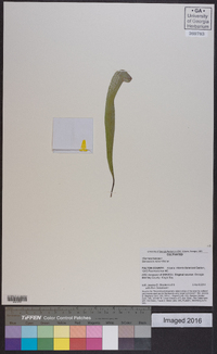 Sarracenia minor image