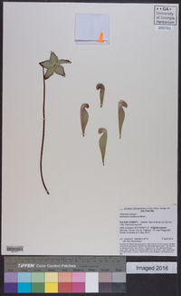 Sarracenia psittacina image