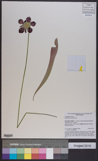 Sarracenia rubra image