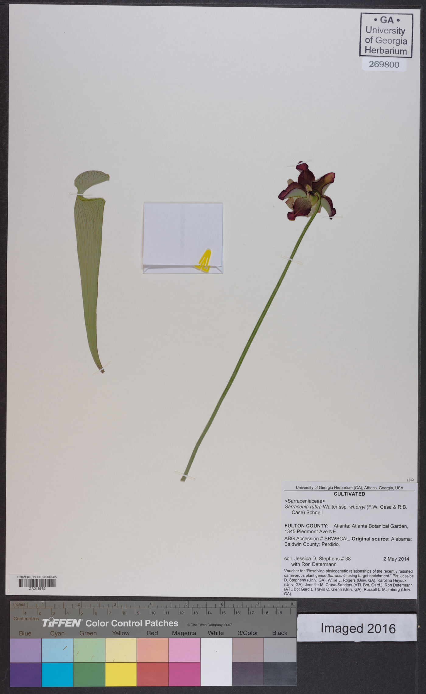 Sarracenia rubra subsp. wherryi image