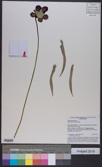 Sarracenia rubra image