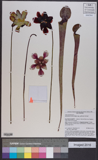 Sarracenia rubra image