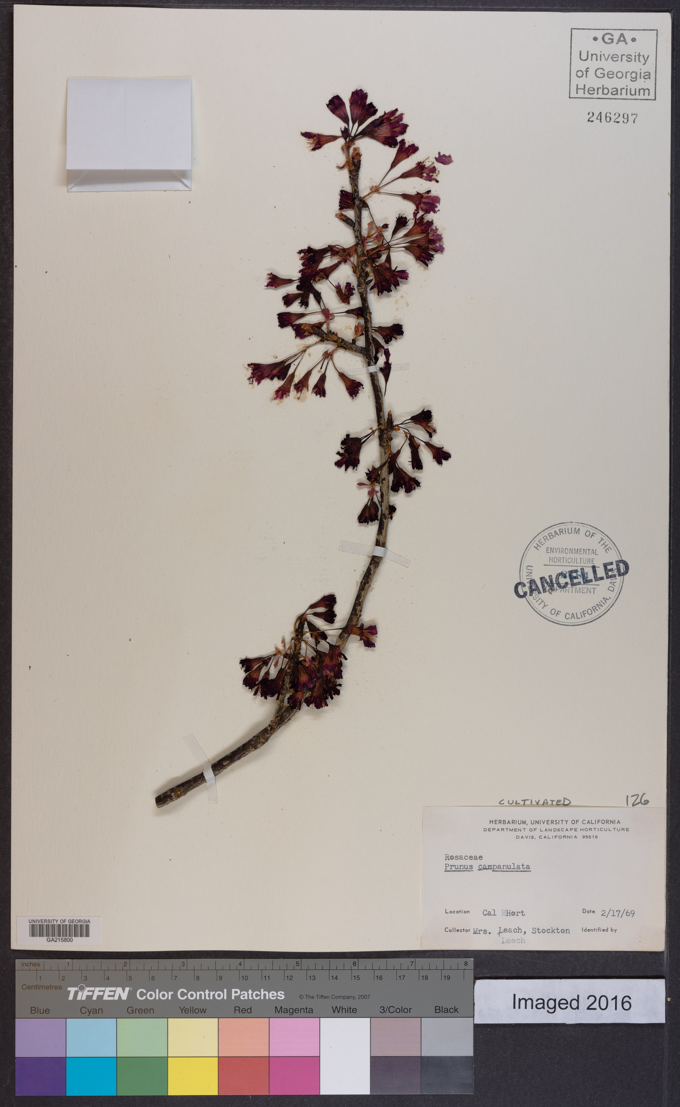 Prunus campanulata image