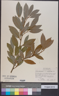 Prunus laurocerasus image