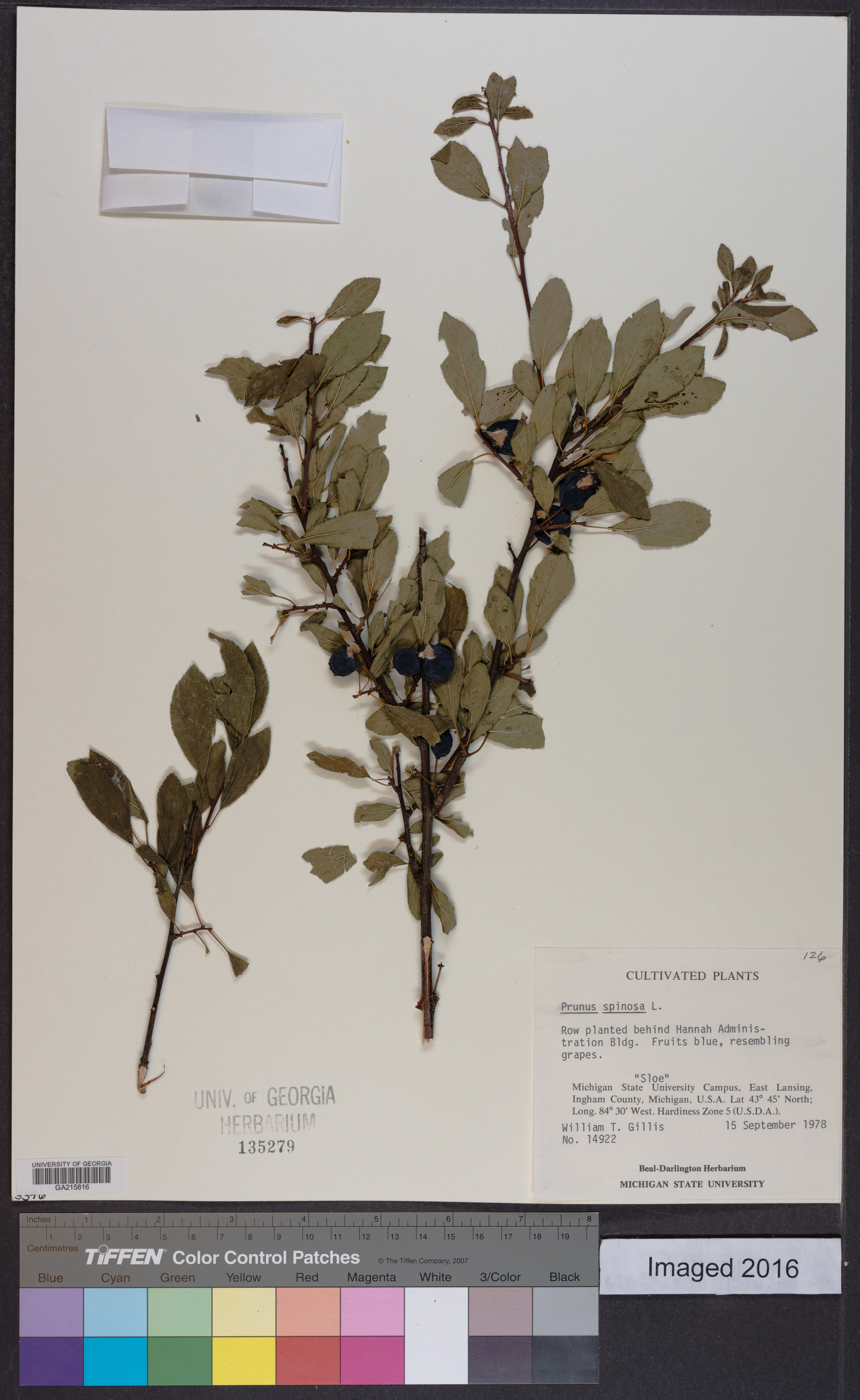 Prunus spinosa image