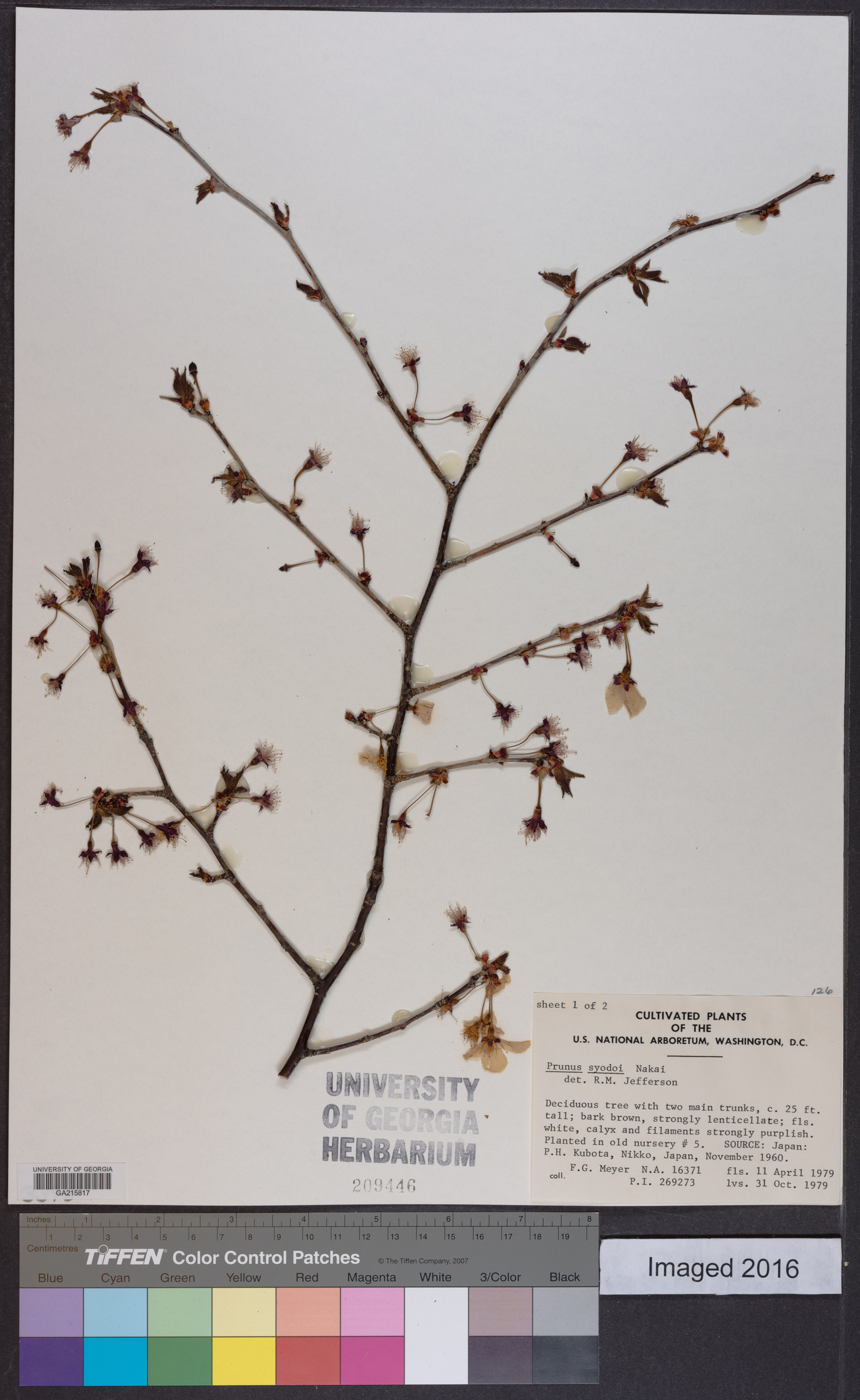 Prunus syodoi image