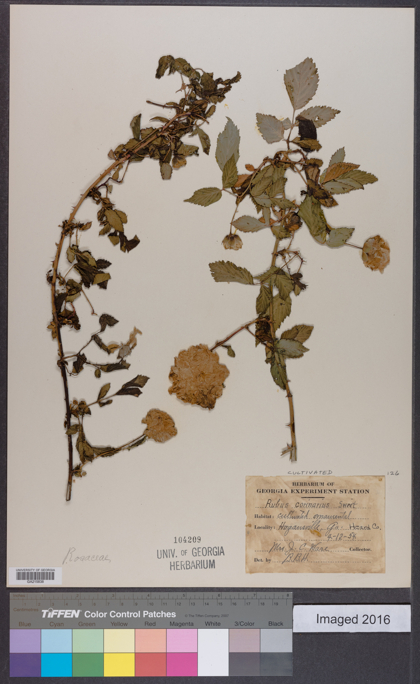 Rubus coronarius image
