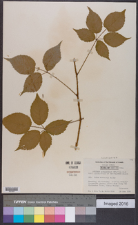 Rubus montensis image